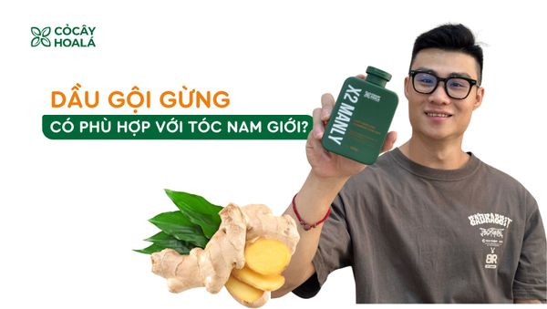 Dầu gội gừng có phù hợp với tóc nam giới không?