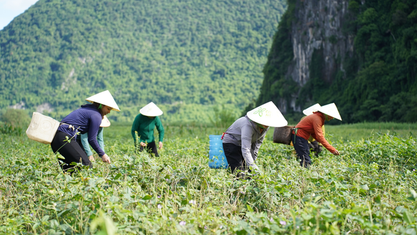 Tiếp nối hành trình nâng tầm Nông sản Việt - Hạt đậu đỏ hữu cơ Hanuti