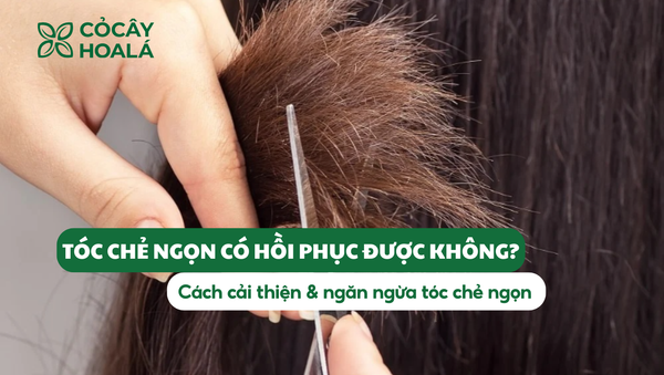 Tóc chẻ ngọn có phục hồi được không? Cách xử lý và ngăn ngừa tóc chẻ ngọn