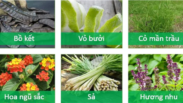 Dầu gội thảo dược từ thiên nhiên