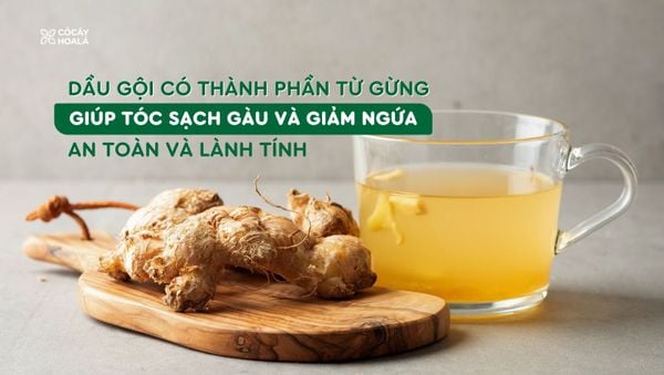 Dầu gội từ gừng giúp kháng khuẩn, chống nấm và làm sạch gàu mảng