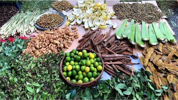 Các loại thảo dược phù hợp với da đầu bị gàu