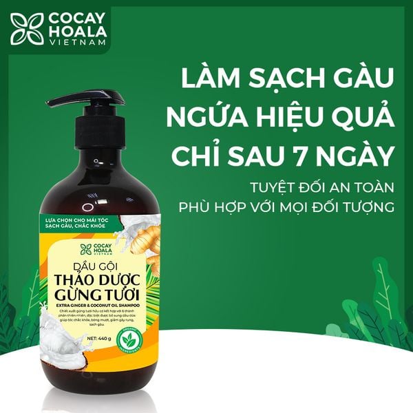 Dầu gội thảo dược gừng dừa cỏ cây hoa lá làm sạch gàu hiệu quả chỉ sau 7 ngày sử dụng