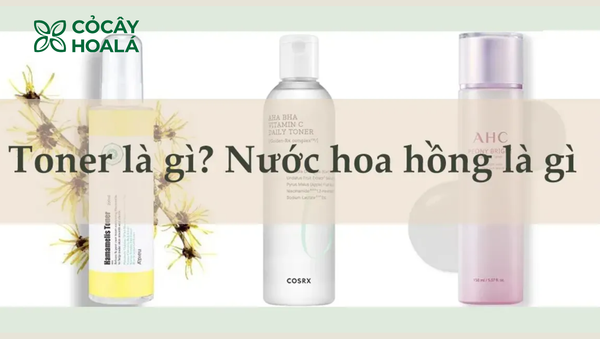 Toner là gì? Nước hoa hồng là gì?