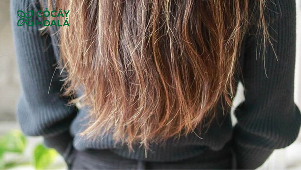 Nguyên nhân khiến tóc bị chẻ ngọn