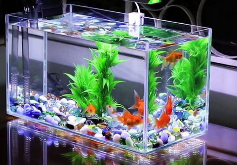 The steps to set up a saltwater aquarium that you need to pay attention to