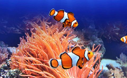 Hướng dẫn cách chăm sóc cá hề Nemo