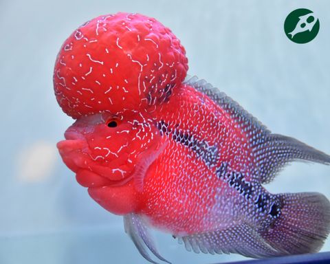 Tác động của vi sinh lên sự tăng trưởng của Cá La Hán