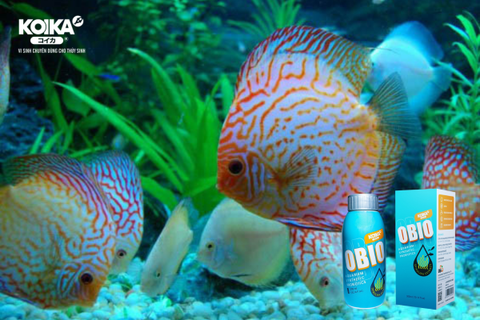 Tìm Hiểu Thông Tin Chi Tiết Về Các Loại Men Vi Sinh OBIO