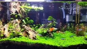 THE IMPORTANCE OF SUBSTRATE IN AQUARIUMS