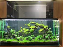 Revealing how to effectively treat mossy aquarium water, without changing the water