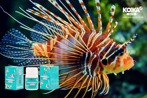 Đâu Là Sản Phẩm Men Vi Sinh Dạng Bột Tốt Nhất Hiện Nay