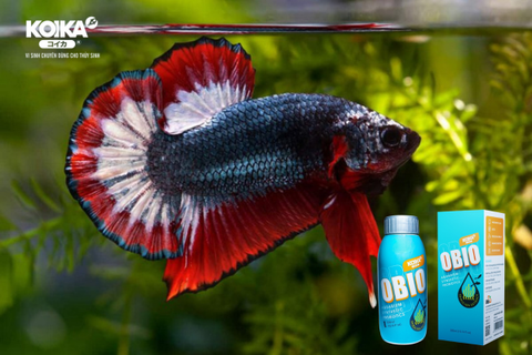 Điểm Đặc Biệt Trong Thiết Kế Phần Nắp Của Men Vi Sinh OBIO