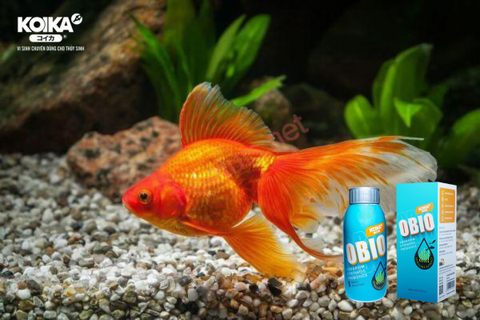Men Vi Sinh Xử Lý Nước Hiệu Quả Nhất Dành Cho Cá Cảnh