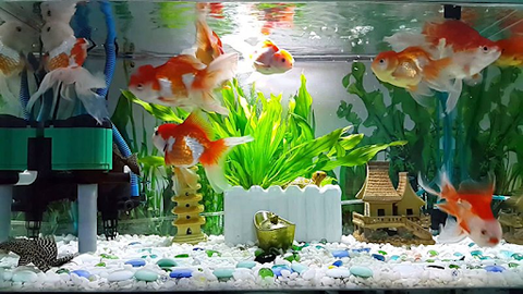 Advantages and disadvantages of micro-filters for aquariums