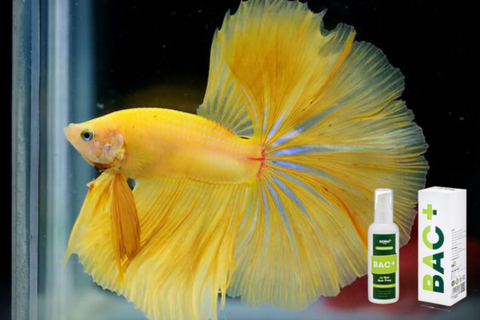 Vì Sao Dùng Men Vi Sinh BAC+ Hiệu Quả Cho Hồ Cá