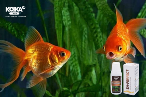 Bật Mí Về Lợi Ích Không Tưởng Của Dòng Vi Sinh EM - PERFECT