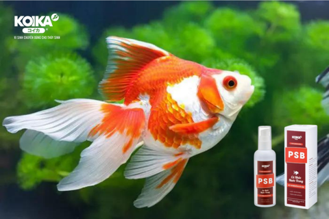 Vi Sinh PSB - Giải Pháp Hiệu Quả Cho Hồ Cá Của Bạn