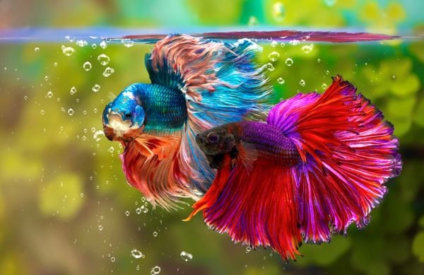 Cá 7 màu nên nuôi chung với các loại cá nào? – Men vi sinh cho cá KOIKA