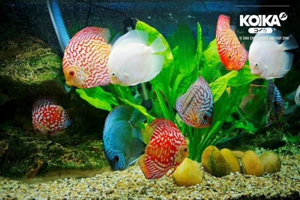 Koika-Clear Premium (Dạng Bột) (Bịch 500g)