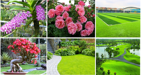 HOA, CỎ, CÂY KIỂNG