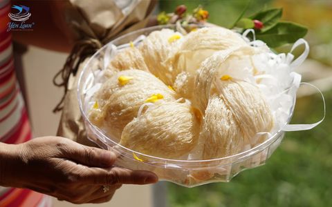 Phân biệt sự khác nhau giữa yến tươi và yến khô