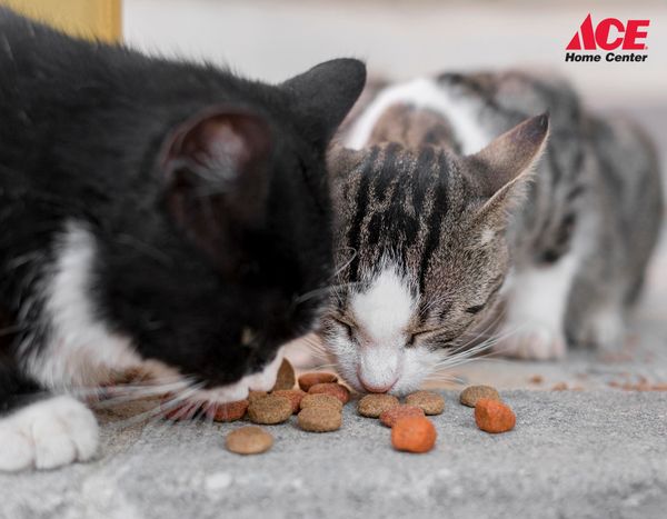 Dinh dưỡng cho mèo: Dinh dưỡng là yếu tố quan trọng giúp mèo khỏe mạnh và sống lâu hơn. Hãy tìm hiểu những loại thức ăn phù hợp với từng giai đoạn của mèo, đảm bảo cung cấp đầy đủ dinh dưỡng và nguồn nước sạch cho thú cưng của bạn. Điều này sẽ giúp mèo phát triển tối đa khả năng và hạn chế nguy cơ mắc các bệnh liên quan đến dinh dưỡng.