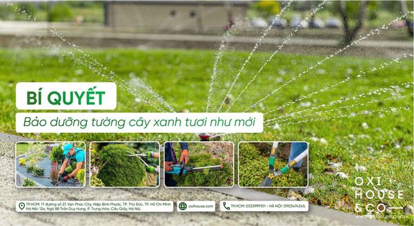 BÍ QUYẾT BẢO DƯỠNG TƯỜNG CÂY XANH TƯƠI NHƯ MỚI