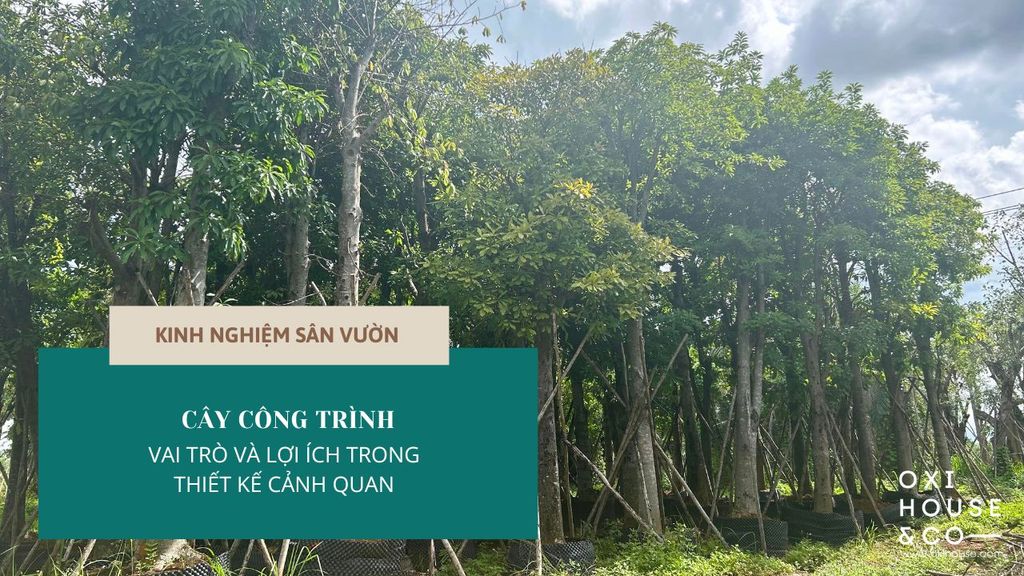 CÂY CÔNG TRÌNH - VAI TRÒ VÀ LỢI ÍCH TRONG THIẾT KẾ CẢNH QUAN