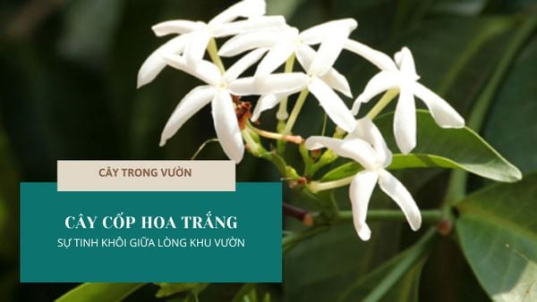 CÂY CỐP HOA TRẮNG - SỰ TINH KHÔI GIỮA LÒNG KHU VƯỜN | CÂY TRONG VƯỜN