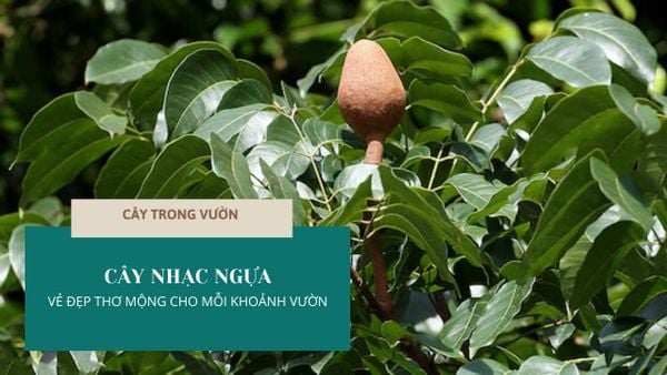 CÂY NHẠC NGỰA - VẺ ĐẸP THƠ MỘNG CHO MỖI KHOẢNH VƯỜN