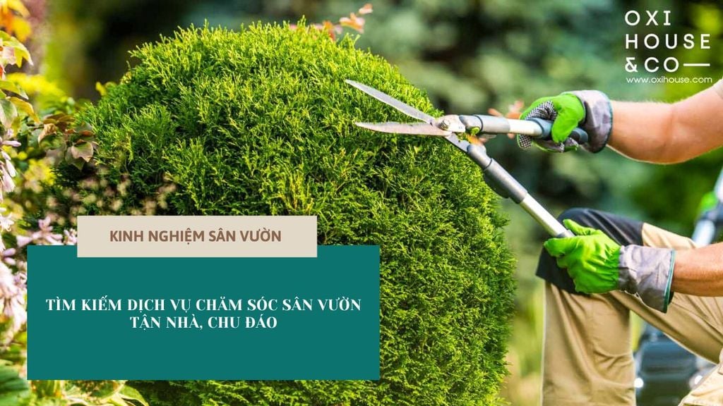 Tìm kiếm dịch vụ chăm sóc sân vườn tận nhà, chu đáo