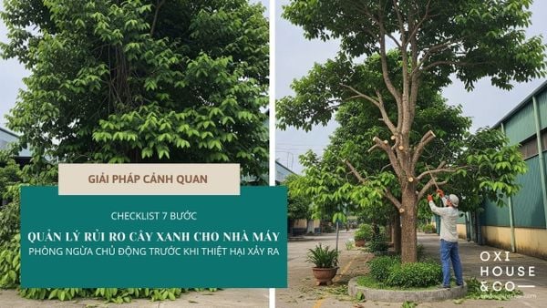 CHECKLIST 7 BƯỚC QUẢN LÝ RỦI RO CÂY XANH CHO NHÀ MÁY: PHÒNG NGỪA CHỦ ĐỘNG TRƯỚC KHI THIỆT HẠI XẢY RA