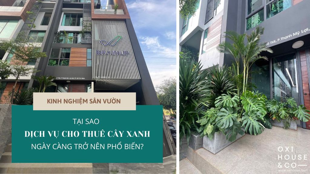 Tại sao dịch vụ cho thuê cây xanh ngày càng trở nên phổ biến?