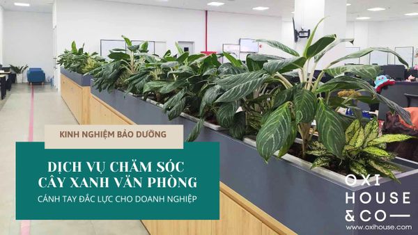 DỊCH VỤ CHĂM SÓC CÂY XANH VĂN PHÒNG - CÁNH TAY ĐẮC LỰC CHO DOANH NGHIỆP | KINH NGHIỆM BẢO DƯỠNG
