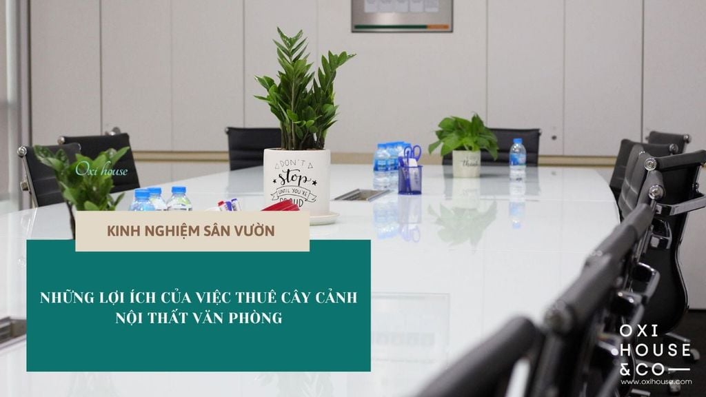 Những lợi ích của việc thuê cây cảnh nội thất văn phòng