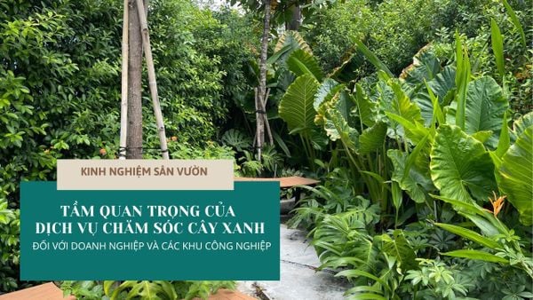 TẦM QUAN TRỌNG CỦA DỊCH VỤ CHĂM SÓC CÂY XANH ĐỐI VỚI DOANH NGHIỆP VÀ CÁC KHU CÔNG NGHIỆP | KINH NGHIỆM SÂN VƯỜN