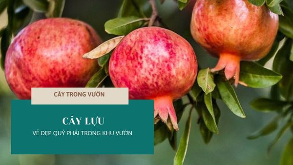 CÂY LỰU - VẺ ĐẸP QUÝ PHÁI TRONG KHU VƯỜN | CÂY TRONG VƯỜN