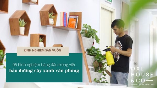 5 KINH NGHIỆM HÀNG ĐẦU TRONG VIỆC BẢO DƯỠNG CÂY XANH VĂN PHÒNG | KINH NGHIỆM SÂN VƯỜN