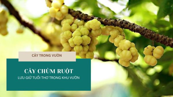 CÂY CHÙM RUỘT - LƯU GIỮ TUỔI THƠ TRONG KHU VƯỜN | CÂY TRONG VƯỜN