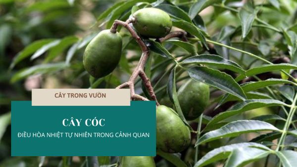 CÂY CÓC - ĐIỀU HÒA NHIỆT TỰ NHIÊN TRONG CẢNH QUAN | CÂY TRONG VƯỜN
