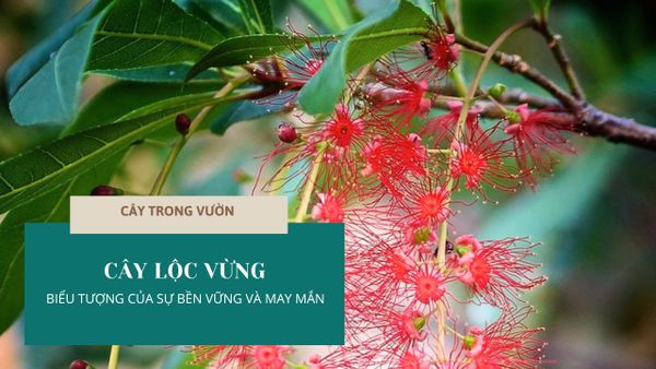 CÂY LỘC VỪNG: BIỂU TƯỢNG CỦA SỰ BỀN VỮNG VÀ MAY MẮN | CÂY TRONG VƯỜN
