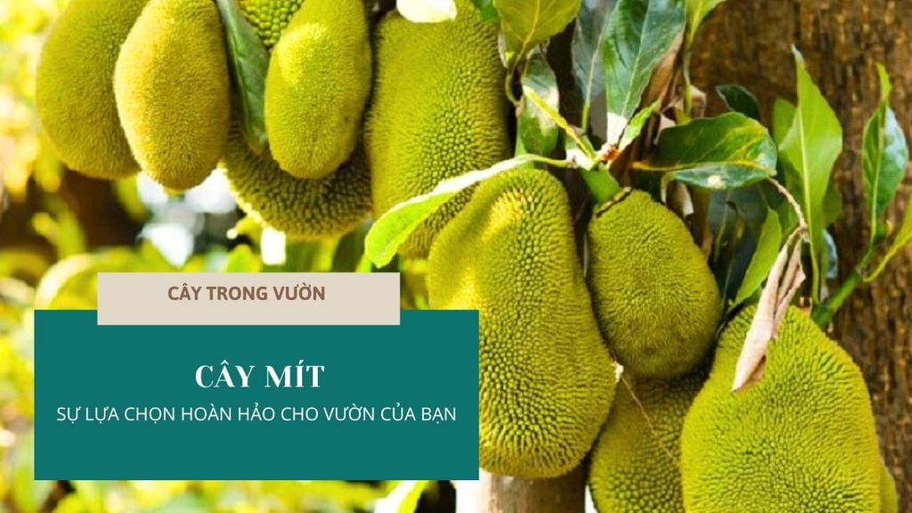 CÂY MÍT - SỰ LỰA CHỌN HOÀN HẢO CHO VƯỜN CỦA BẠN | CÂY TRONG VƯỜN – Oxi ...