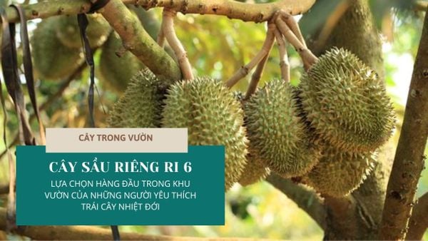 CÂY SẦU RIÊNG RI 6 - LỰA CHỌN HÀNG ĐẦU TRONG KHU VƯỜN CỦA NHỮNG NGƯỜI YÊU THÍCH TRÁI CÂY NHIỆT ĐỚI