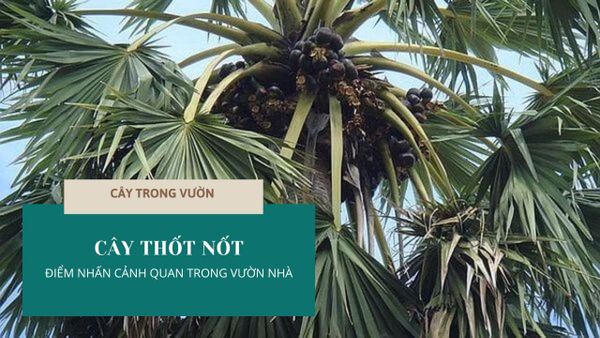CÂY THỐT NỐT - ĐIỂM NHẤN CẢNH QUAN TRONG VƯỜN NHÀ | CÂY TRONG VƯỜN