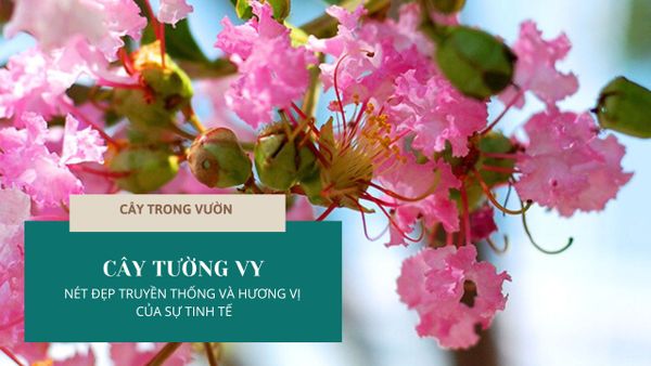 CÂY TƯỜNG VY - NÉT ĐẸP TRUYỀN THỐNG VÀ HƯƠNG VỊ CỦA SỰ TINH TẾ | CÂY TRONG VƯỜN