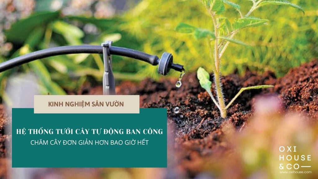 HỆ THỐNG TƯỚI CÂY NHỎ GIỌT THÔNG MINH SIÊU TIẾT KIỆM