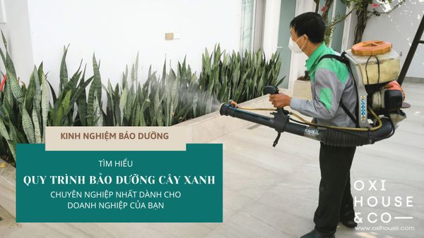 TÌM HIỂU QUY TRÌNH BẢO DƯỠNG CÂY XANH CHUYÊN NGHIỆP NHẤT DÀNH CHO DOANH NGHIỆP CỦA BẠN | KINH NGHIỆM BẢO DƯỠNG