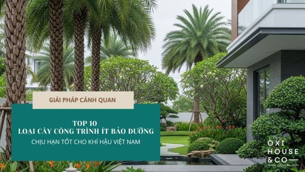 TOP 10 LOẠI CÂY CÔNG TRÌNH ÍT BẢO DƯỠNG, CHỊU HẠN TỐT CHO KHÍ HẬU VIỆT NAM| GIẢI PHÁP CẢNH QUAN BỀN VỮNG