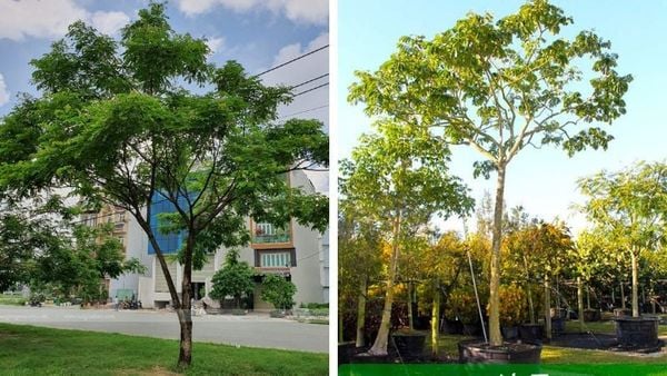 CÂY CÔNG TRÌNH ÍT BẢO DƯỠNG
